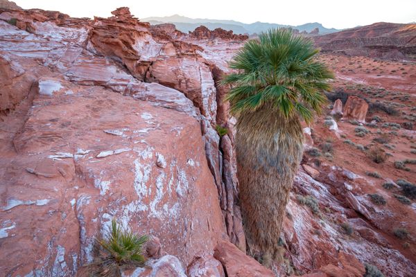 Washingtonia Filifera palm tree growing out of a rock thumbnail