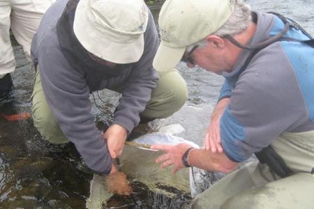 The team collects invertebrates from a heavily silted stream.