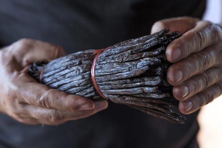 Vanilla producer Bertrand C&ocirc;me displays bound and dried vanilla beans for sale at his R&eacute;union farm. The beans generally grow as long as 6 to 11 inches.