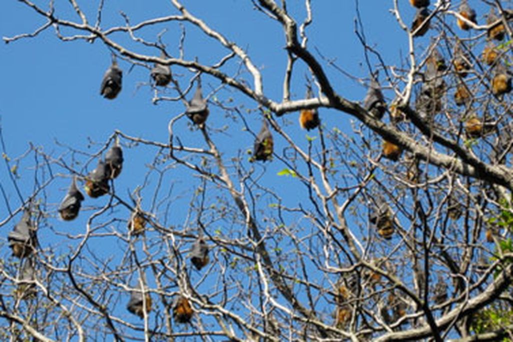 Flying foxes roost in the trees in Sydney's Royal Botanic Gardens in 2008.