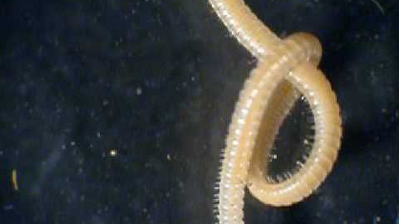 Preview thumbnail for This Millipede is the Leggiest Creature in the World