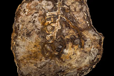 The sequoia tree slab is an invitation to begin thinking about a vast timescale that includes everything from fossils of armored amoebas to the great Tyrannosaurus rex.  