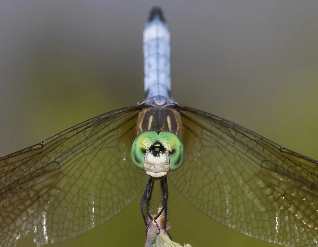 Blue Dasher, obelisking | Smithsonian Photo Contest | Smithsonian Magazine