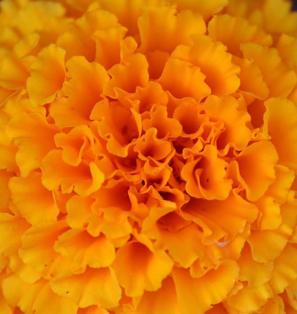 Heart of a Marigold thumbnail