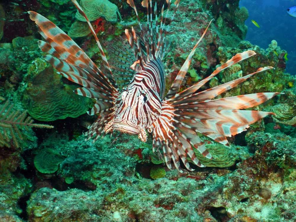A lionfish with elongated spines and red and white stripes swims through a reef.
