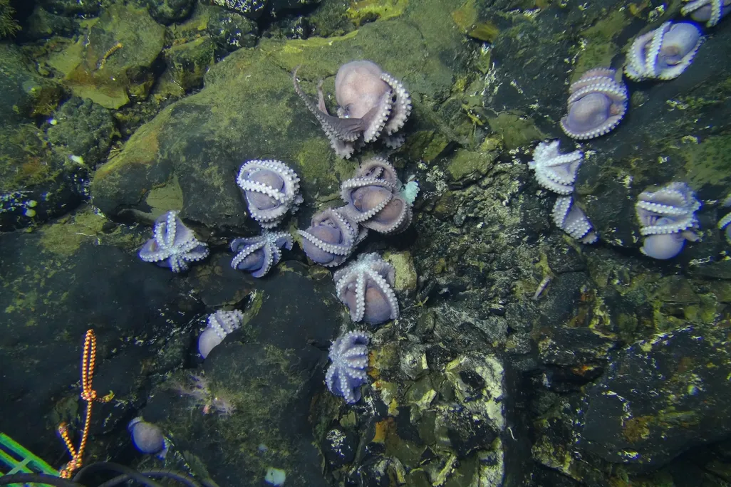 Purple Octopuses