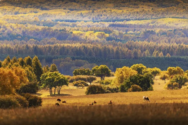 Cattle in a Gilded World thumbnail