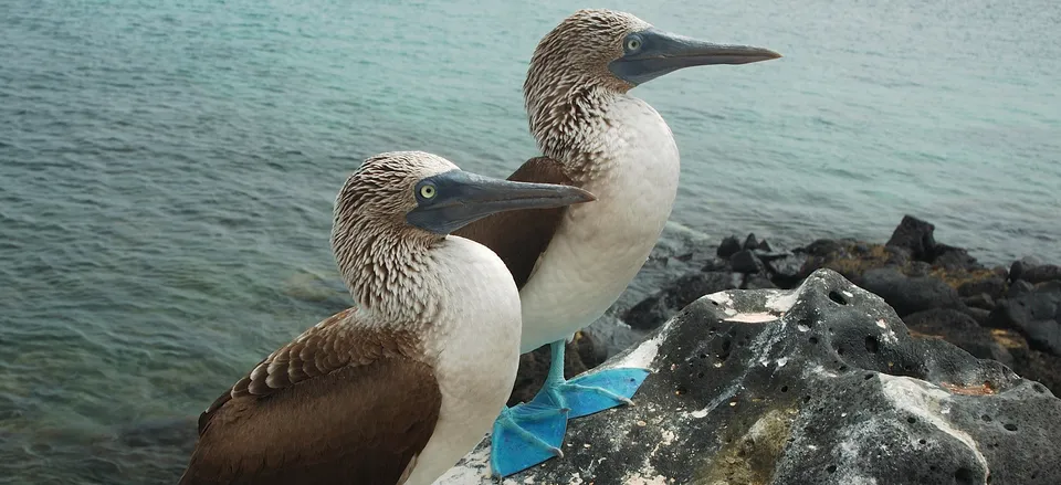  A pair of Blue-footed Boobies 