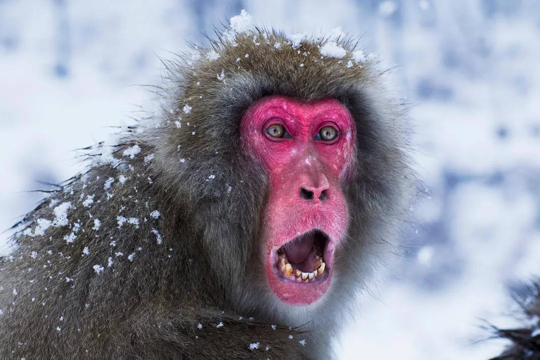 Snow Monkey 