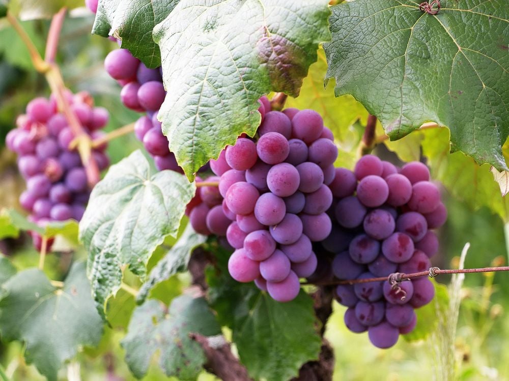 Reddish-purple grape clusters hanging from a vine among green leaves