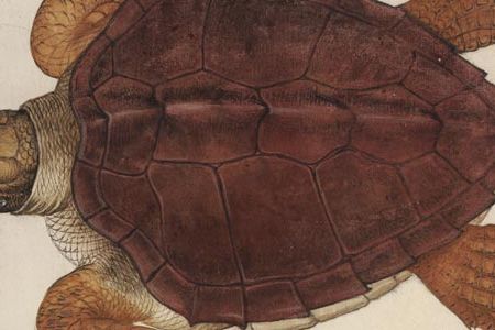 John White likely did this study of a male Atlantic loggerhead on a stop in the West Indies en route to "Virginia" in 1585.  "Their heads, feet, and tails look very ugly, like those of a venomous serpent," wrote Thomas Harriot, the expedition's scientist, of New World tortoises.  "Nevertheless they are very good to eat, as are their eggs."
