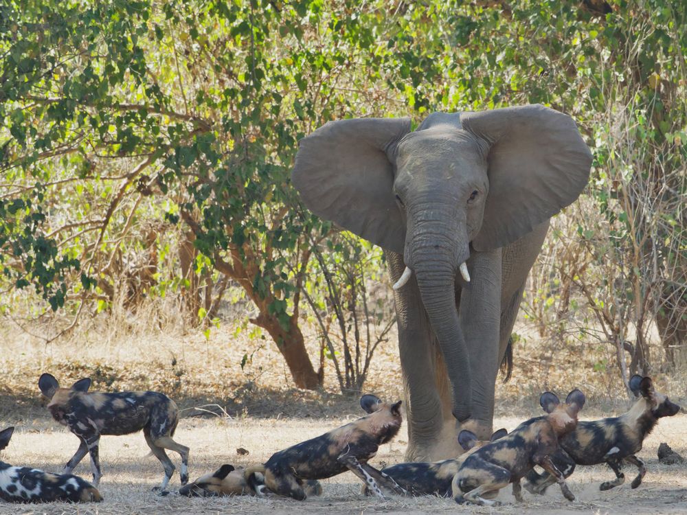 Elephant charging African wild dogs | Smithsonian Photo Contest ...