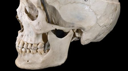 Humans are the only hominids with true chins.