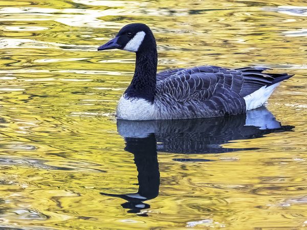 Canada Goose on Pond in Autumn thumbnail