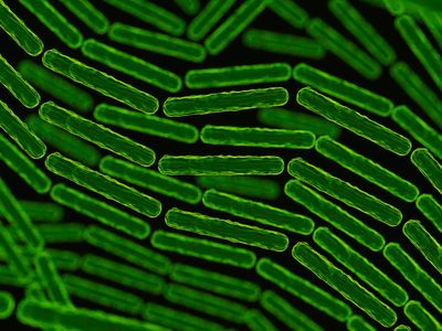 An artistic representation of microorganisms. New research suggests sex may transfer a distinctive microbiome to a person&#39;s partner.