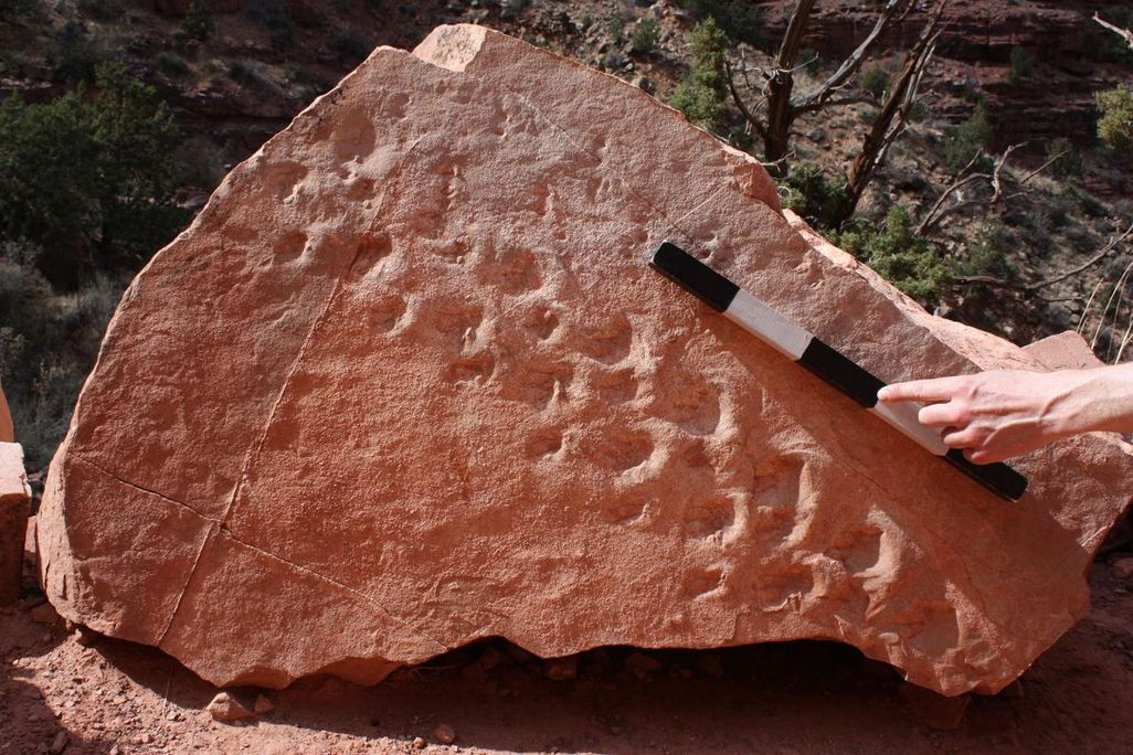 01_ancient_footprints_manakacha-trackway-march-2018--46-.adapt.1190.1.jpg