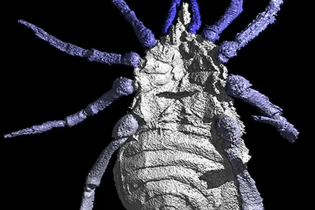 20110520102246eophrynus-prestivicii-520.jpg