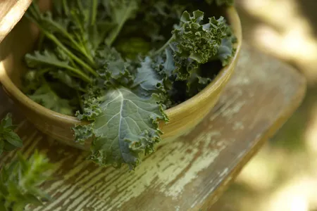 Kale is delicious, nutritious and unnatural, genetically speaking.
