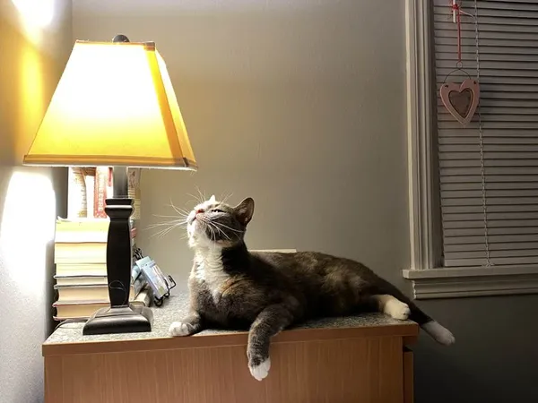 Cat Experiencing the Light thumbnail