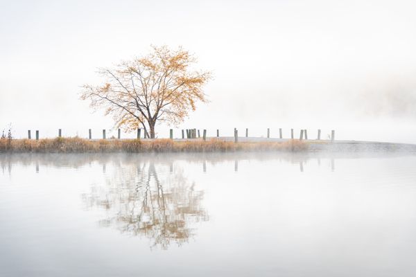A lone tree by a foggy lake. thumbnail