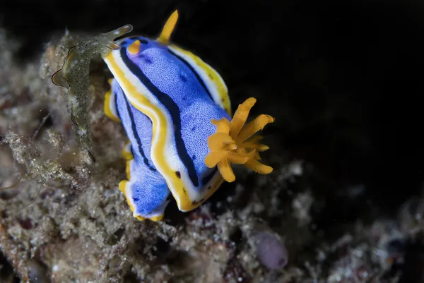 Nudibranchs Mating thumbnail