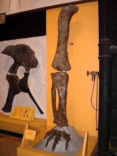 20110520083146sauropod-leg-display.jpg