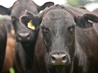 Through genetic engineering, researchers are trying to give high-producing black Angus cows cooler white coats to face the changing climate. 