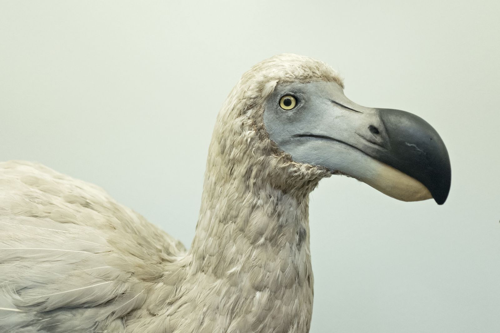 The Dodo Bird