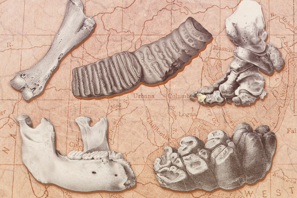 Illustration of mammoth and mastodon bones overlaid on a map of the Ohio River