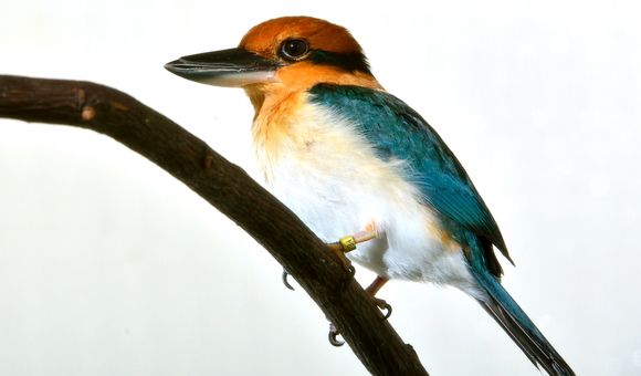 A female Guam kingfisher at the Smithsonian Conservation Biology Institute in 2012.