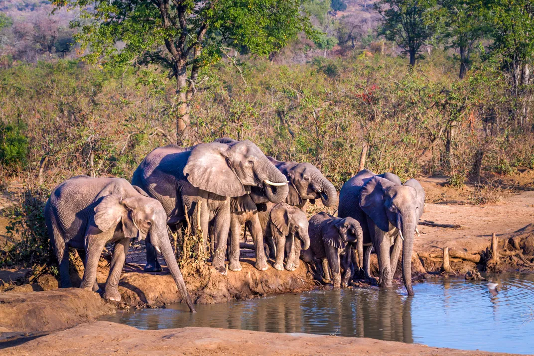 In South Africa, a Smart Gate Could Help Connect Elephants' Fragmented Habitat