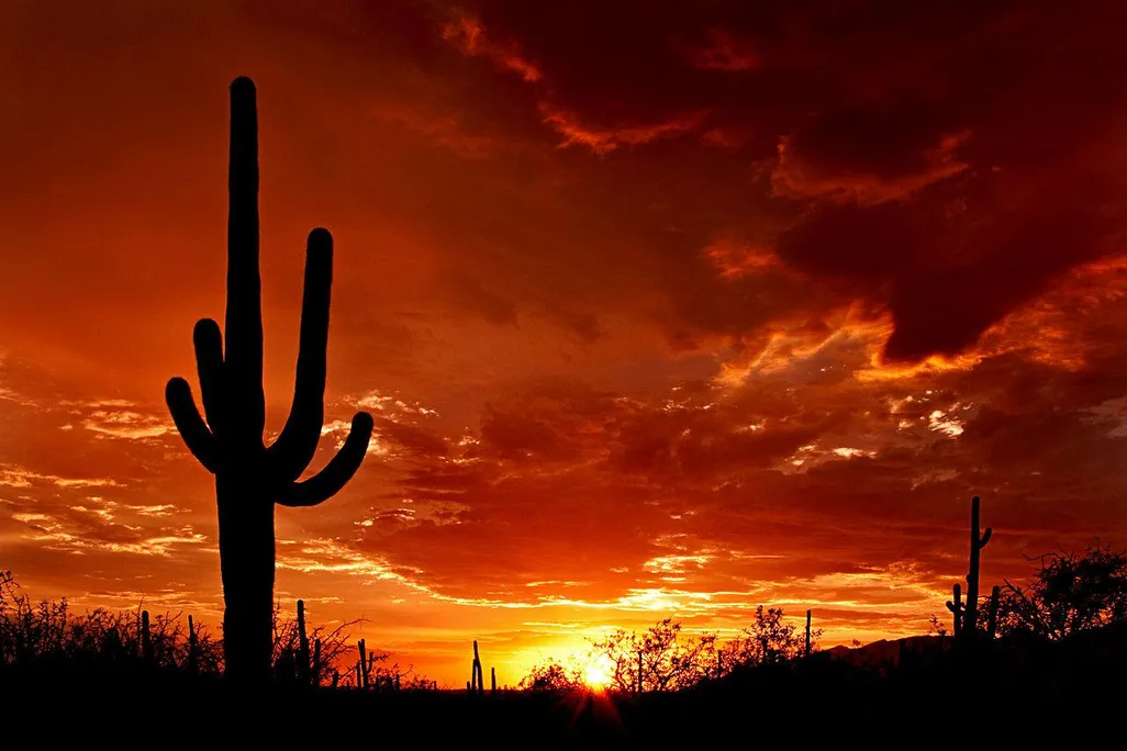 CactusSunset.jpg