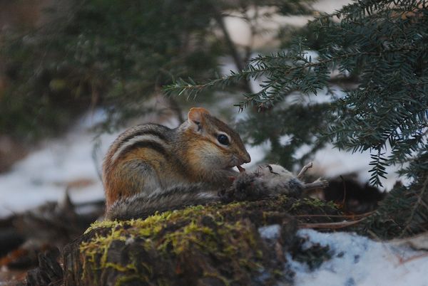 Chipmunk eating Vole thumbnail