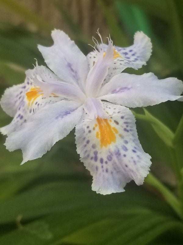 Blooming Iris thumbnail