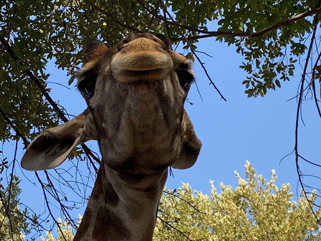 Giraffe Smithsonian Photo Contest Smithsonian Magazine