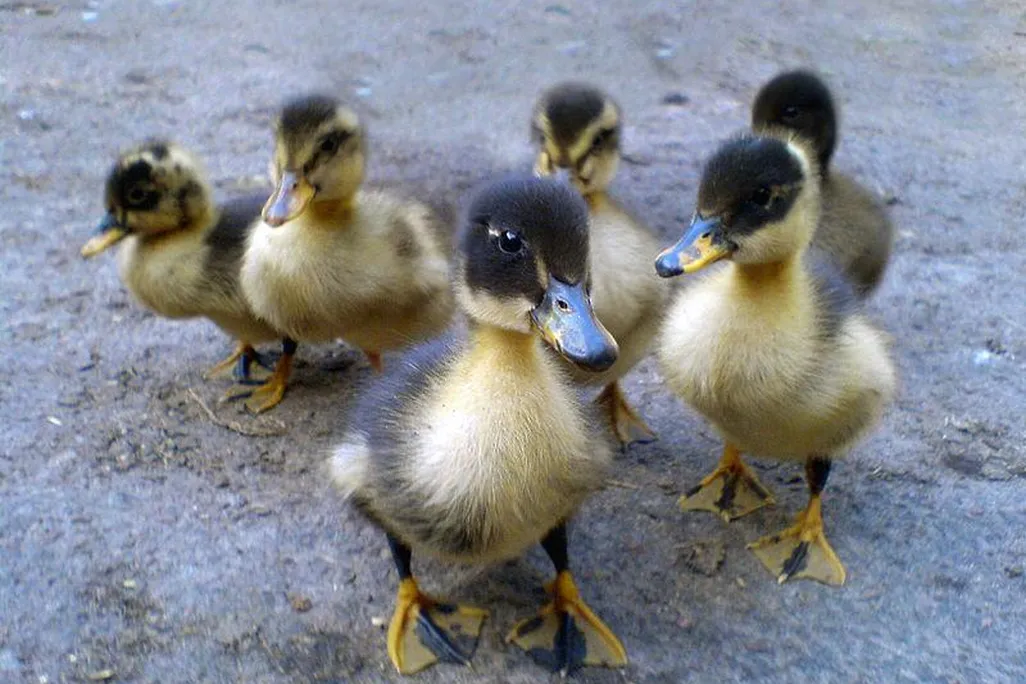 800px-Six_ducklings.JPG