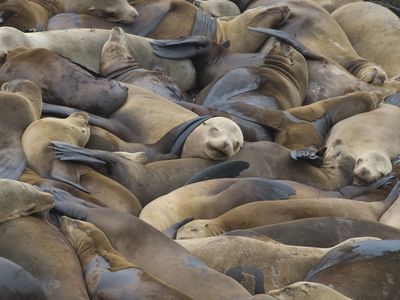 A multitude of sea lions sit very close together on a crowded beach.