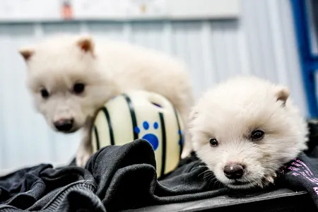 Romulus and Remus, pups that the company Colossal Biosciences says are the first dire wolves to roam the planet in several thousand years, are seen at one month old.