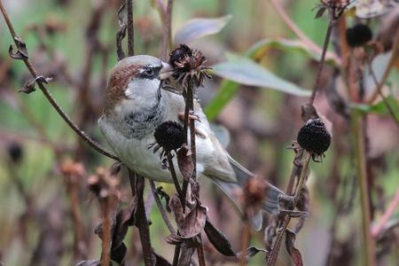 Researchers found that the House Sparrow Passer domesticus had the biggest population out of the total bird species surveys at 1.6 billion individuals. 

