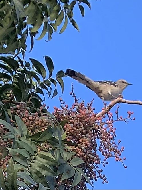 MOCKINGBIRD ON A BLOOMING TREE thumbnail