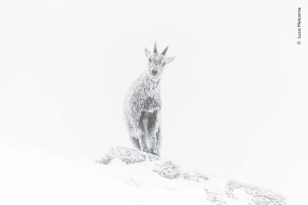 an ibex in the snow