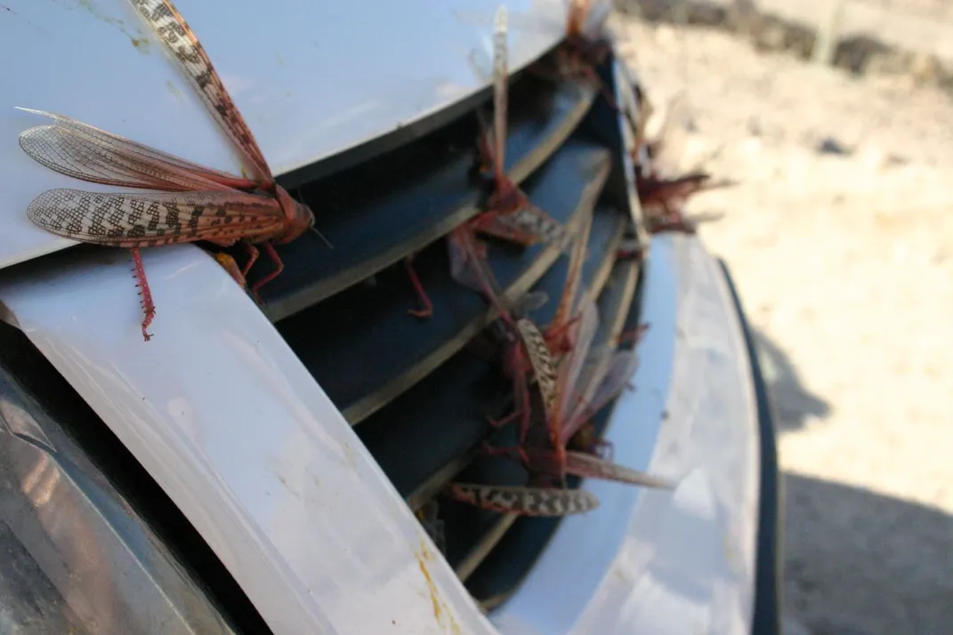 A close-up photo of about a half-dozen locusts sitting on the front grill of a white car