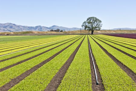 An old-fashioned lettuce farm. 