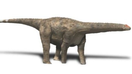 A restoration of Hypselosaurus, a sauropod dinosaur which may have laid some of the eggs found in Cretaceous rock of Southern France.