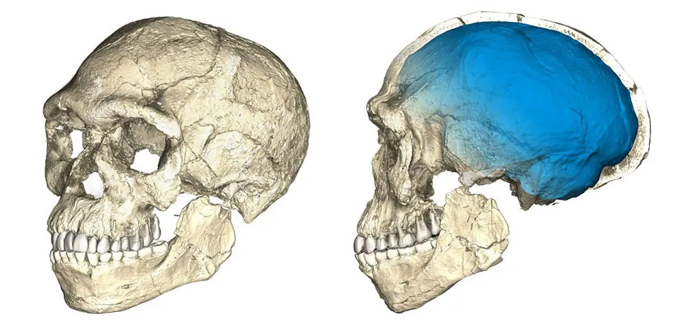 Reconstrução do crânio do Homo Sapiens