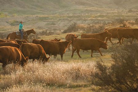 On the R.A. Brown Ranch, fifth-generation ranger Donnell Brown can't help thinking about the potential he had created through decades' worth of work.