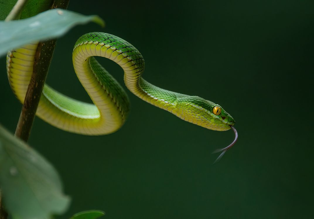 Some attribute many humans’ fear and dislike of snakes to the story of Adam and Eve in the Garden of Eden.