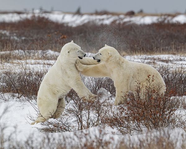 Polar Bear Disagreement thumbnail