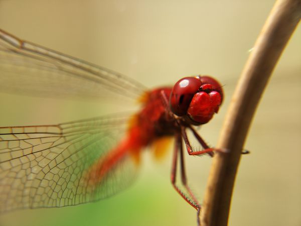 Scarlet skimmer dragonfly, Singapore thumbnail
