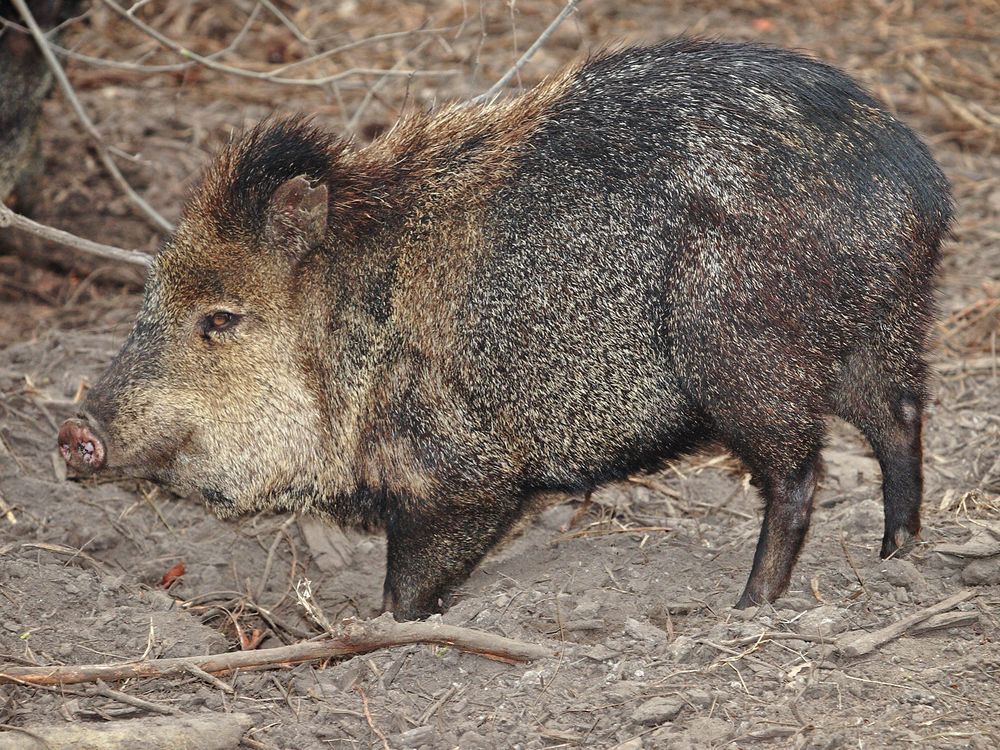 Javelina